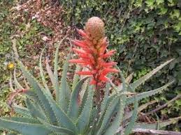 Given Enough Bright Light Aloe Houseplants Flower Indoors Http Www Houseplant411 Com Houseplant Aloe Vera Plant Care Adv Plant Care Aloe Vera Plant Plants