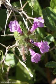 Image result for Micromeria