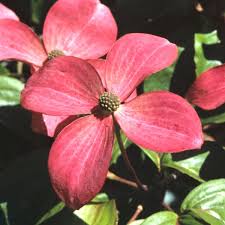 Flowers are followed by decorative red berries that can persist into winter if the birds don't eat them first. Pink Kousa Dogwood Satomi Cornus Kousa My Garden Life