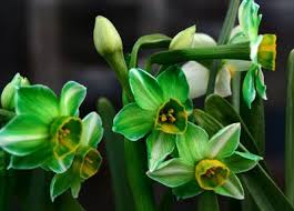 Pin On Green Flowers