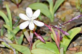 Image result for Hesperantha longicollis
