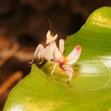 Plus, the feeders are delivered right. Orchid Mantis Hymenopus Coronatus