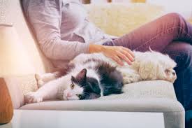 If your cat is unwell, make sure you visit your veterinarian as soon as possible to help them feel their if your cat purrs while snuggling with you on the couch, it's likely a sign she's happy and content. How Should I Introduce My New Dog Or Puppy To The Family Cat Rspca Knowledgebase