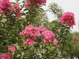 The glory of spring flowering shrubs comes in an infinite variety. The Best Flowering Trees For Washington Dc Virginia Maryland