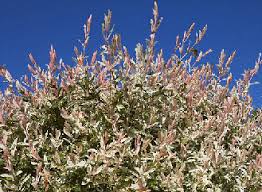 Complete Growing Info Hakuro Nishiki Dappled Willow Dappled Willow Dappled Willow Tree Patio Garden