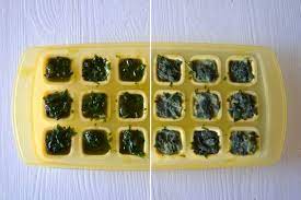 Coltivata in primavera come le varietà normali, continua a fare foglie senza problemi fino alla fine dell'autunno. Come Conservare Il Basilico Misya Info