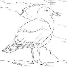 coloriage oiseaux de mer a imprimer gratuit bird drawings art sketch daisy canard noel