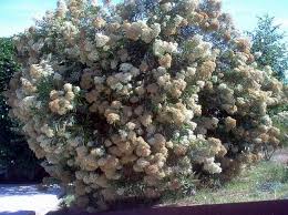 Image result for Buddleja saligna