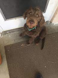 Korthals mixed german griffons, french and german pointers, spaniels, barbets and a. Is This Adorable Pupper A Wirehaired Pointing Griffon Mix Pudelpointer Come On R Dogpictures Experts Dogpictures