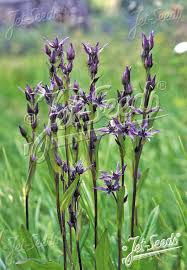 Image result for Swertia