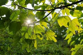 Image result for Vernicia