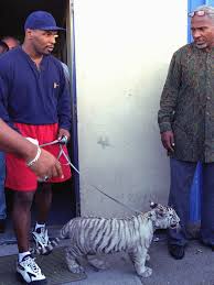 Mike tyson showed he's lost none of the frightening speed and agility from his fighting days after a playful spar with his pet pooch. Boxing Mike Tyson Tiger Stories News Attacked Bengal Tiger Iron Mike