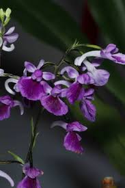 Image result for Scytopetalum pierreanum