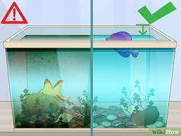 We did not find results for: How To Clean A Fish Tank With Pictures Wikihow Pet