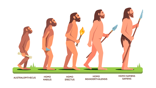 La hominización | El proceso de hominización