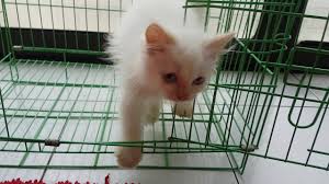 Mereka sangat sayang kepada pemiliknya dan bahkan akan menghabiskan banyak waktu untuk berada disamping pemiliknya. Perbedaan Kucing Ras Dengan Kucing Kampung Youtube