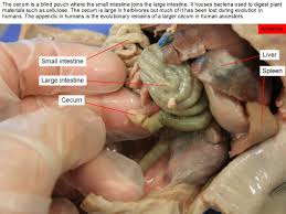 The gall bladder is a sac like organ that sores the bile secreted by the liver. Reading Fetal Pig Dissection Biology Ii Laboratory Manual