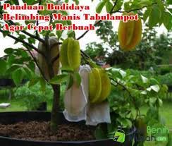 Dalam menanam bibit belimbing dalam pot, yang perlu anda persiapkan pertama kali adalah pot dan media tanam. 5 Panduan Tepat Budidaya Tanaman Buah Belimbing Manis Didalam Pot Tabulampot Agar Cepat Berbuah Lebat Sepanjang Tahun Buah Tanaman Manis