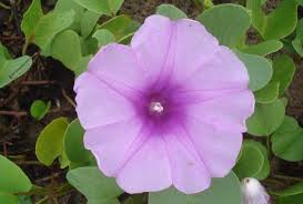 Image result for Ipomoea pes-caprae