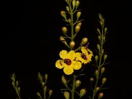 Image result for Sopubia