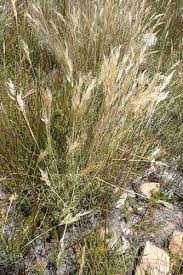 Image result for Pentameris