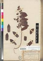 Image result for Oncinotis