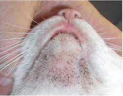 kedi aknesi nedir belirtileri tedavisi rante veteriner klinigi