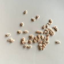 Image result for Coccinia