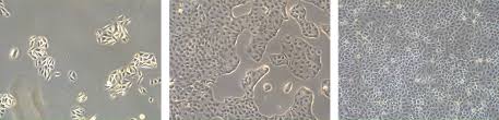 Check spelling or type a new query. Introduction To Mammalian Cell Culture Science Lab Leica Microsystems
