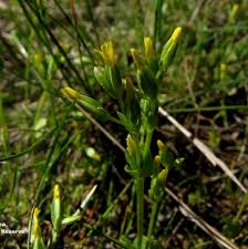 Image result for Sebaea microphylla
