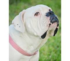 American bulldog rescue south serves florida, georgia, and south carolina. American Bulldog Rescue 501c3 Not For Profit Dog Rescue Charity Amy