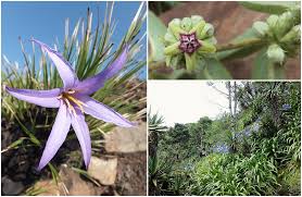 Image result for Micrococca capensis