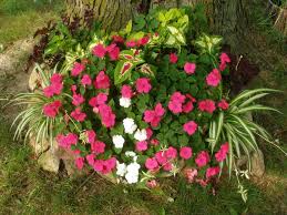 Miracle Grow Potting Soil Bag In Front Of A Tree Coleus Impatiens And Airplane Plants Neat Idea Container Plants Garden Containers Trees To Plant
