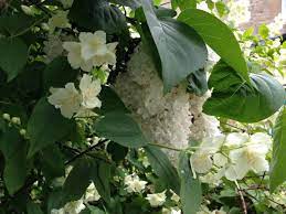 Check spelling or type a new query. How To Design A Moon Garden Old Farmer S Almanac