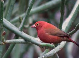 Finch Very Small Birds Of South Africa Fire Finch Lagonosticta Senegala Native Of Sub Saharan Africa South African Birds Beautiful Birds Colorful Birds