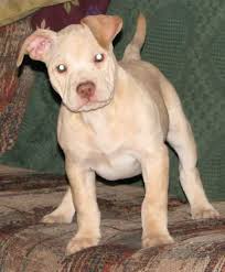 Explore buckskin sucker punch's (@buckskin_suckerpunch) posts on pholder | see more posts from u/buckskin_suckerpunch about horses, goats and pitbulls. May Be A Stupid Question Pitbulls Go Pitbull Dog Forums
