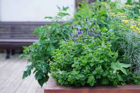 So bauen sie die wichtigsten arten erfolgreich an. Krauter Pflanzen Tipps Fur Balkon Beet Plantura