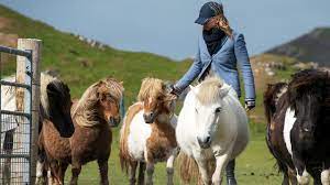The shetland pony is a scottish breed of pony originating in the shetland isles in the north of scotland. All About Shetland Ponies Facts Lifespan Care Etc