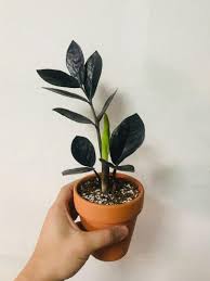 In addition, having the ability to retain water, makes it a sensitive plant, as it is easy for its roots to rot. Zamioculcas Zamiifolia Raven Zz Plant Furniture Home Living Gardening Plants Seeds On Carousell