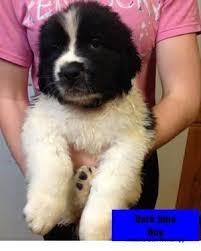 Lancaster puppies advertises puppies for sale in pa, as well as ohio, indiana, new york and other states. Saint Bernard Newfoundland Mix Puppies Boys For Sale In Nicholasville Kentucky Classified Americanlisted Com