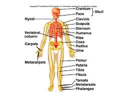 Human body joints hold the skeleton together and support movement. The Skeletal System Structure Function And Diseases Of The Bones And Joints Of The Bones And Joints Ppt Download