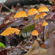 Image result for Marasmius siccus