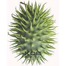 Image result for Cucumis hirsutus