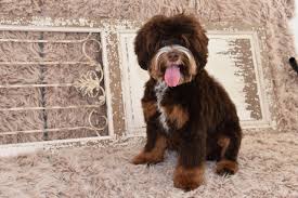 The kit contains these glass apothecary jars which are great for crafting and display. Original Australian Labradoodle