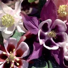Image result for Aquilegia pompom mix