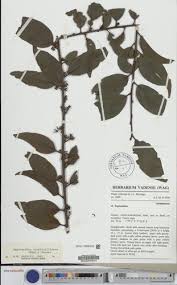 Image result for Tapinanthus constrictiflorus