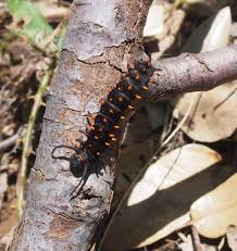 These large butterflies have a 2 to 5 inch wingspan. California Pipevine Swallowtail U S National Park Service