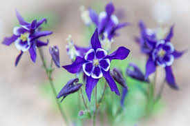 Columbine Flower Meaning Flower Meaning