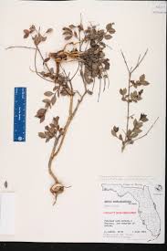 Image result for Crossopetalum