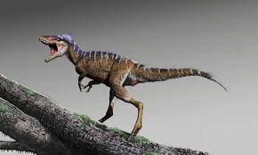 Image result for Menisorus